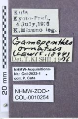 Etiketten zu Euanoma starcki (NHMW-ZOO-COL-0010254)